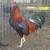 Gallos/gamefowl 1 thumbnail