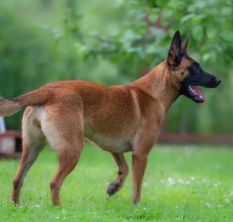 Rehoming de pastor belga (Hopkinton)63700660534785120