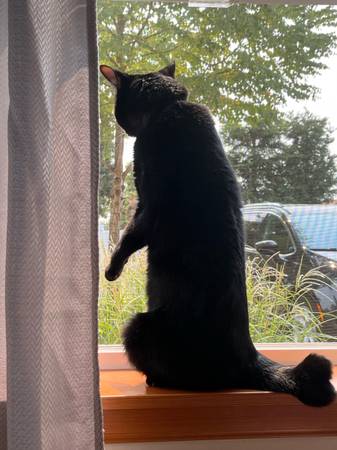 GATO PERDIDO – Negro, Cola Corta, Collar Rojo – Marysville (Quilceda Creek Apts) (Marysville)63750293089539121