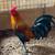 Game Chickens 20 thumbnail