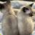 Siamese kittens 5 thumbnail