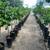 Rio Red Grapefruit Trees 5-6 Years old - 5-6 Feet Tall $120 13 thumbnail