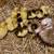Muscovy Ducklings, Just Hatched (8/20)! 1 thumbnail