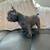 French bulldog puppy (Frenchie) 2 thumbnail