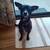 Professional Dog Walking and Pet Care 1 thumbnail