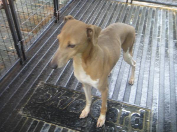 Galgo Italiano Macho de 1 año63697509201155120