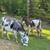 spotted mini donkey pair 2 thumbnail