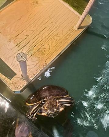 PEACOCK TURTLE *price lowered* (Sacramento)63848875270275120