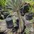Madagascar Palms, affordable 15 thumbnail