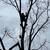 K2 Tree service/ Logging 17 thumbnail