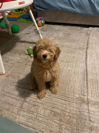 Rehoming mini golden doodle (Hayward)63660466952705120