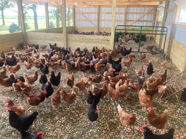 Older laying hens. 1