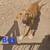 Pyrenees/Shepherd/Hound Puppies 5 thumbnail