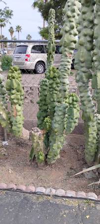 Totem Pole Cactus 🌵 1