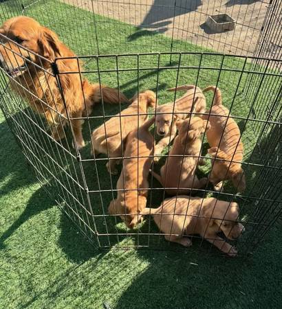 Cachorros Golden Retriever (Jamul ca)63894715637250120