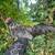 Bantam roosters in search of good home! 2 thumbnail