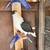 Afghan pigeons/pigeons 17 thumbnail