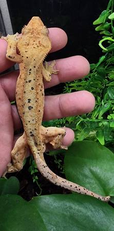 (M) Dalmation tiger crested gecko 1