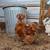 Pullets and quail cage for sale 8 thumbnail