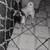 Rehoming pug dog 2 thumbnail