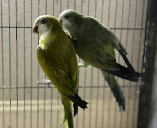 Quaker pairs- opaline/DE 1