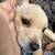 Toy Chihuahua Mix 1 thumbnail
