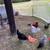 Australorp Roosters 3 thumbnail
