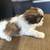 🐾 Adorable Shih Tzu Puppies for Sale! 🐾 7 thumbnail