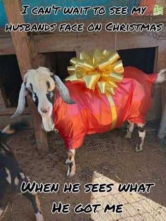 EXOTIC MINIATURE NUBIAN MOON SPOTTED  BREEDING BUCK 1