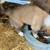 Pyrenees, Border Collie X Pups for Sale 2 thumbnail