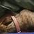 Weenie/shihtzu 2 thumbnail