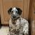 Cattle Dog Mix Adorable Super Spotted! 1 thumbnail