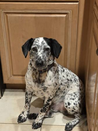 Cattle Dog Mix Adorable Super Spotted! 1