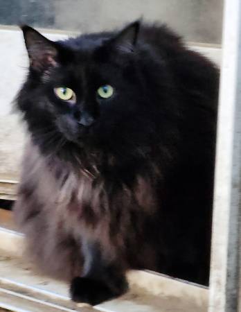 Lost cat (Lebanon,N.H.)63902738603778121