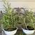 Plants-$5 each 9 thumbnail