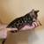 BENGAl KiTtENS ELITE QUALITY!!! 8 thumbnail