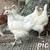 Bresse Pullets 3 thumbnail