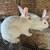 New Zealand Rabbits and bunnies whites and blacks 3 thumbnail