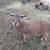 Katahdin sheep 1 thumbnail