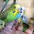 BUDGIES PARAKEETS BIRDS budgie parakeet bird - $35 2 thumbnail