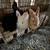 Bunnies 3 thumbnail