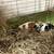 Guinea pigs 1 thumbnail
