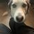 Rehoming Siberian Husky 6 thumbnail