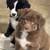 STANDARD AUSTRALIAN SHEPHERD PUPPIES 1 thumbnail