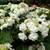 hydrangea plants.   30 different varieties. 1 thumbnail