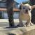 Male Puppy Frenchies 4 thumbnail