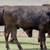 Wagyu & Wagyu Angus Cross Feeder Steers 11 thumbnail