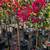 Bougainvillea Tree 14 thumbnail