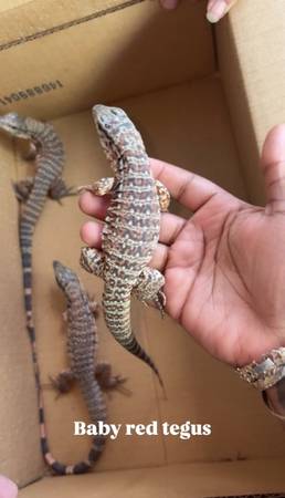 Baby red tegu 1