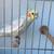 White face, normal & split emerald cockatiels 2 thumbnail